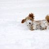 Petiquette: Clean Up After Your Dogs Even If There's Snow On The Ground
